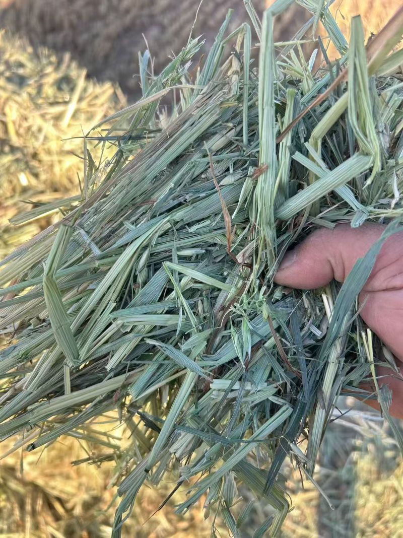 ***********燕麦草