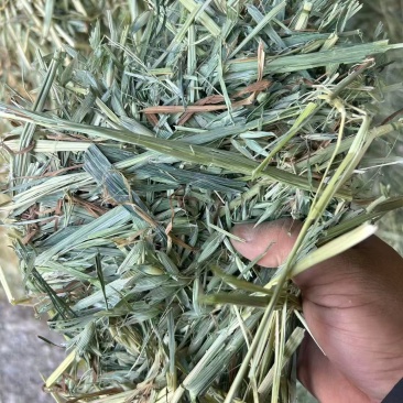 ***********燕麦草