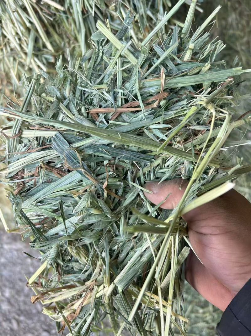 ***********燕麦草