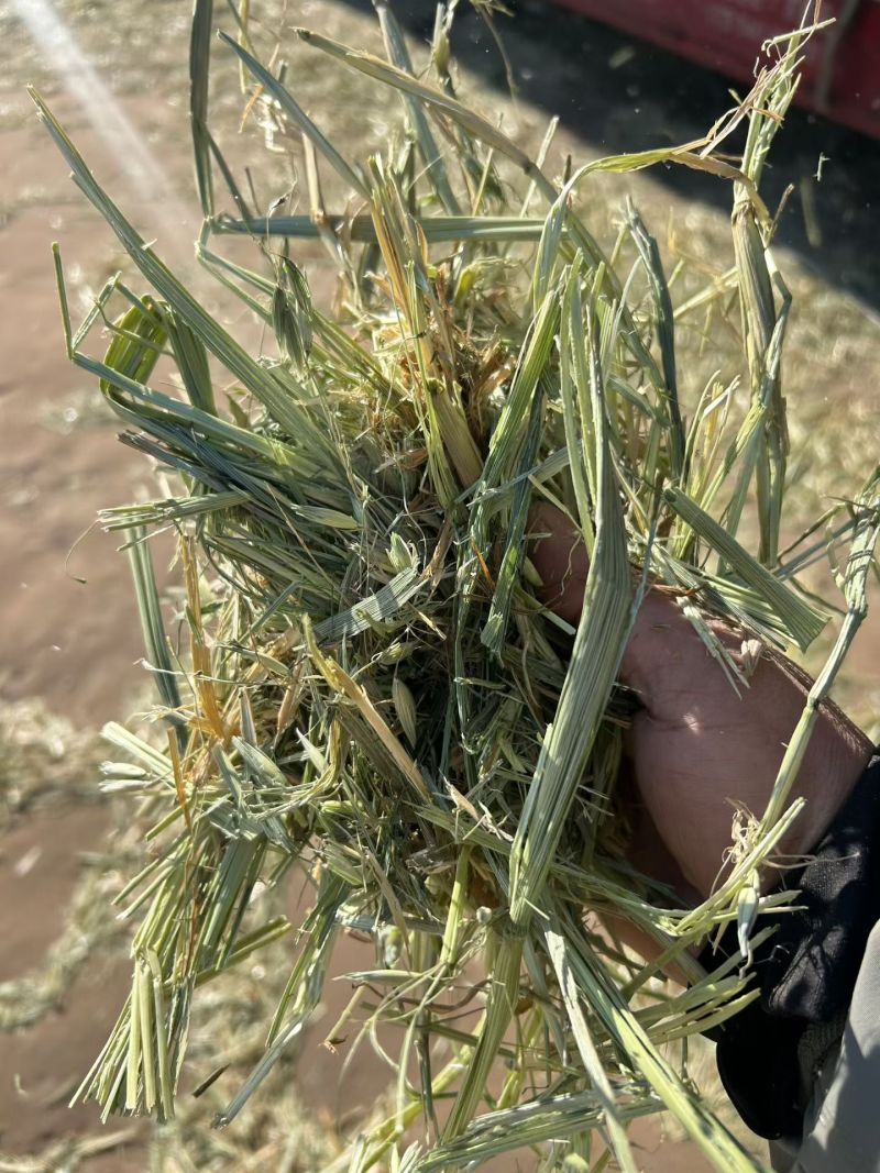 ***********燕麦草