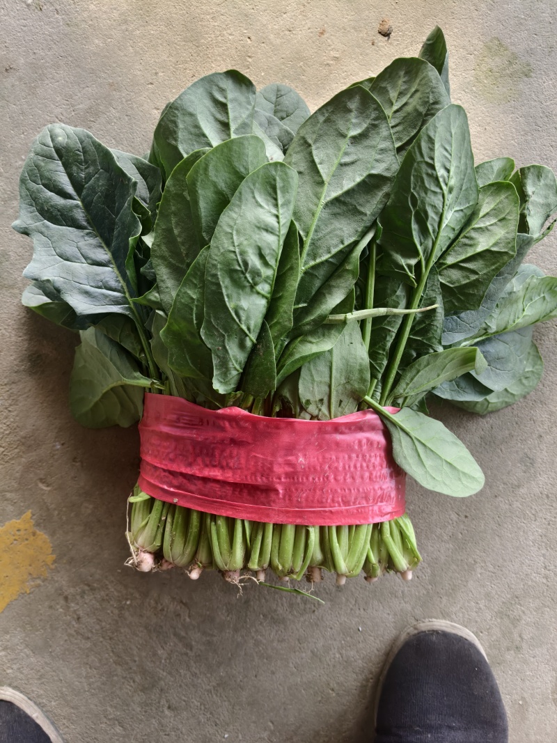 山东大叶菠菜一手货源量大从优价格优惠质量好走货快