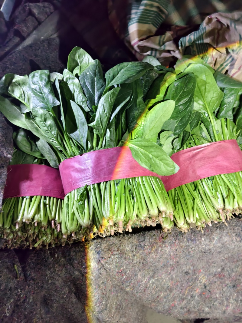 山东大叶菠菜一手货源量大从优价格优惠质量好走货快