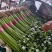 山东铁杆芹菜香芹对接全国量大从优欢迎询价正在热卖中