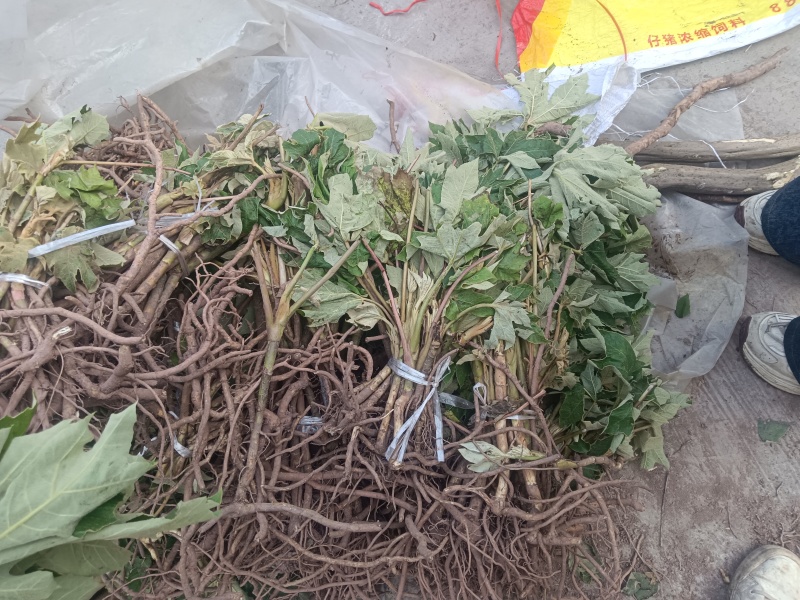 大通草苗