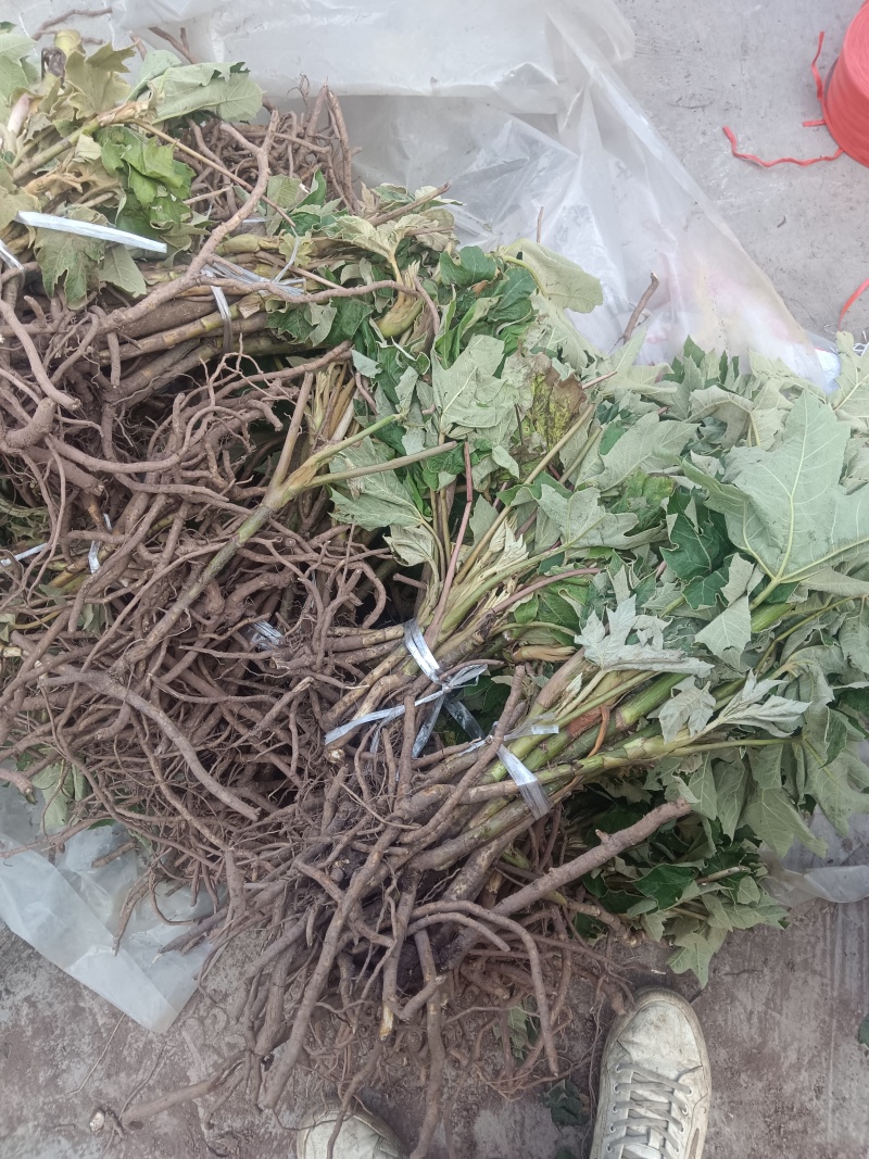 大通草苗