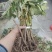 大通草苗