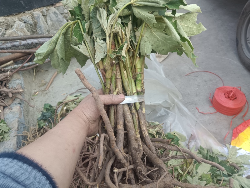 大通草苗