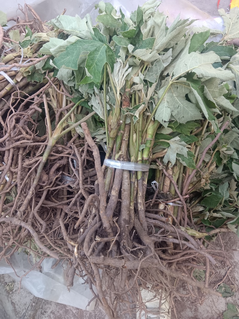 大通草苗