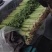 山东铁杆芹菜香芹对接全国量大从优欢迎询价正在热卖中