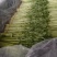 山东铁杆芹菜香芹对接全国量大从优欢迎询价正在热卖中