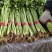 山东铁杆芹菜香芹对接全国量大从优欢迎询价正在热卖中