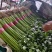 山东铁杆芹菜香芹对接全国量大从优欢迎询价正在热卖中