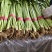 山东铁杆芹菜香芹对接全国量大从优欢迎询价正在热卖中
