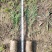 容器侧柏苗、营养杯侧柏苗陕西侧柏基地大小侧柏批发