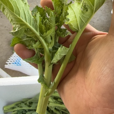 油菜苔