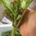 油菜苔