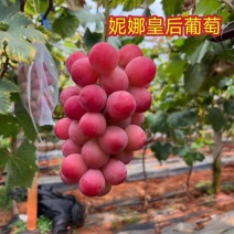 山东蓝宝石葡萄苗、阳光玫瑰、甜蜜蓝宝石、巨峰、尼娜皇后。