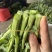 油菜苔