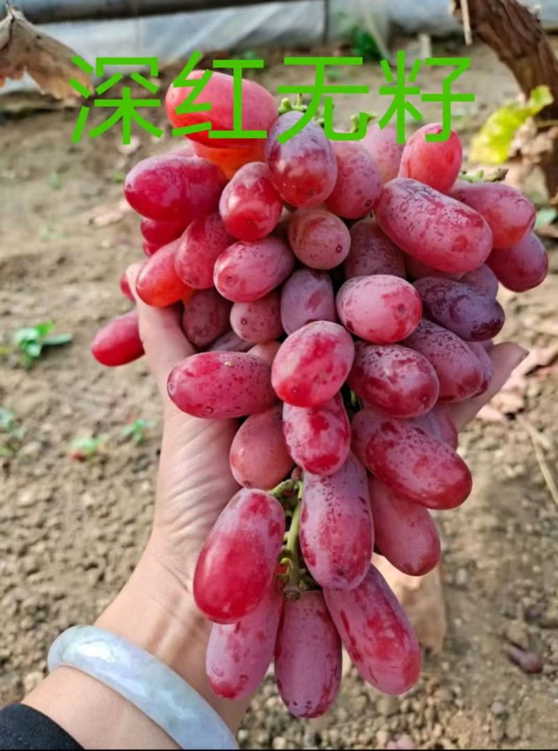 山东蓝宝石葡萄苗、阳光玫瑰、甜蜜蓝宝石、巨峰、尼娜皇后。