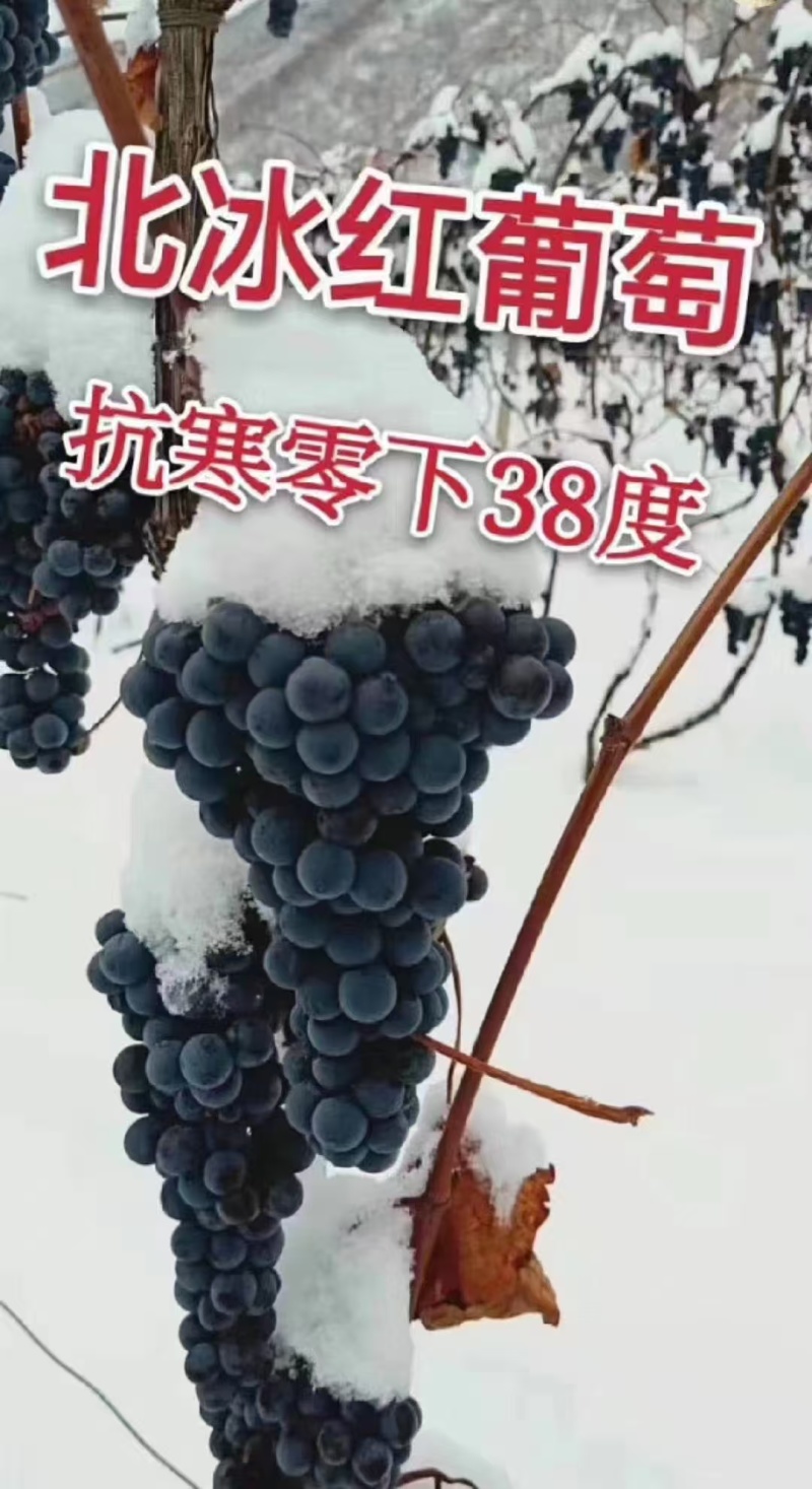 山东蓝宝石葡萄苗、阳光玫瑰、甜蜜蓝宝石、巨峰、尼娜皇后。