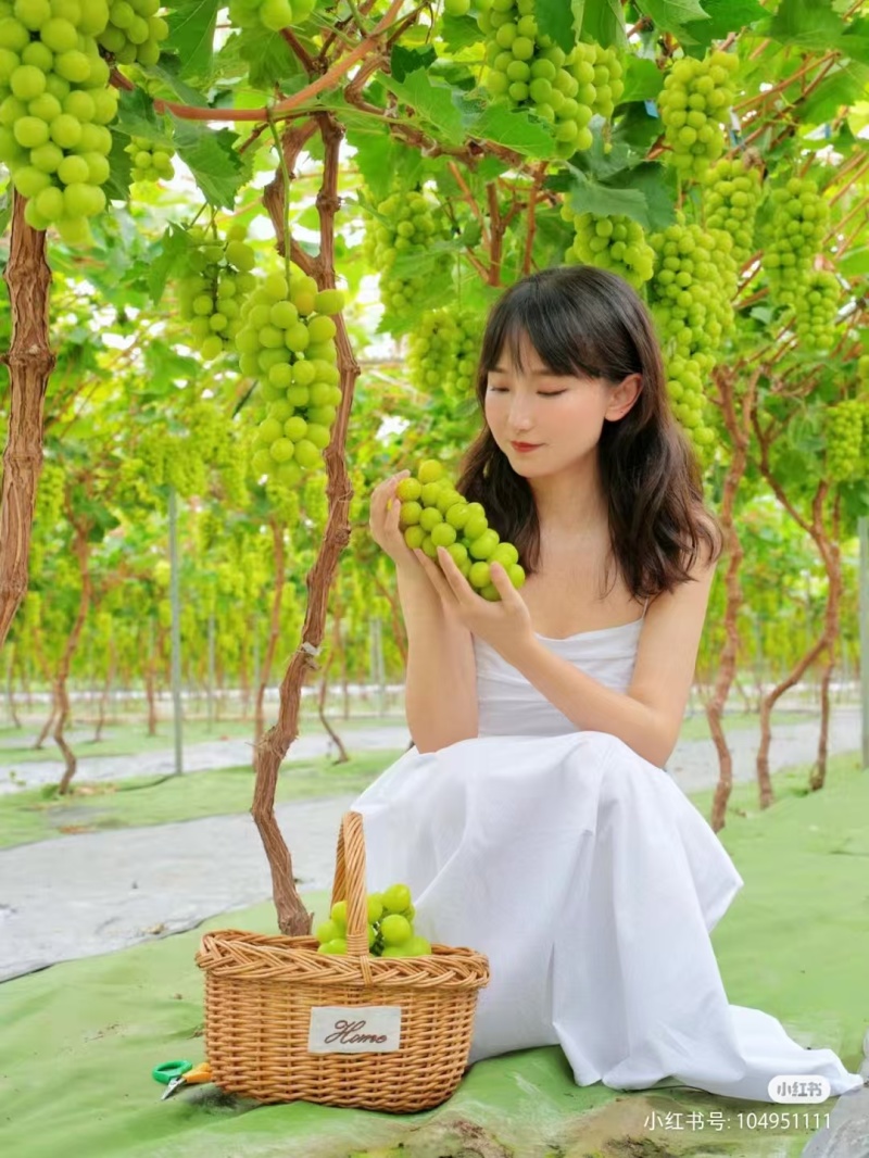山东蓝宝石葡萄苗、阳光玫瑰、甜蜜蓝宝石、巨峰、尼娜皇后。