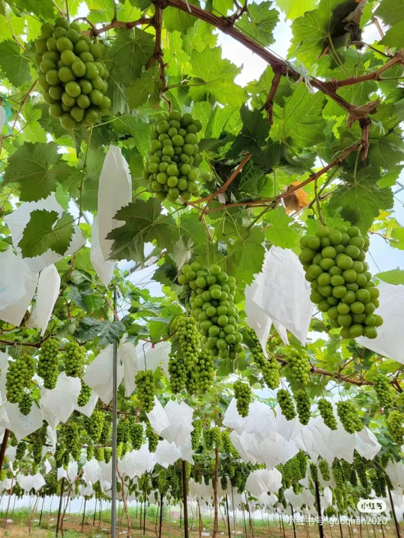山东蓝宝石葡萄苗、阳光玫瑰、甜蜜蓝宝石、巨峰、尼娜皇后。