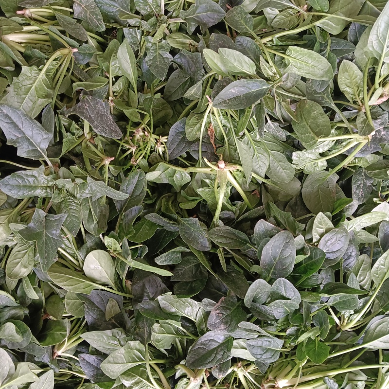 【热门】山东单县大叶菠菜菠菜大量有货全国可发
