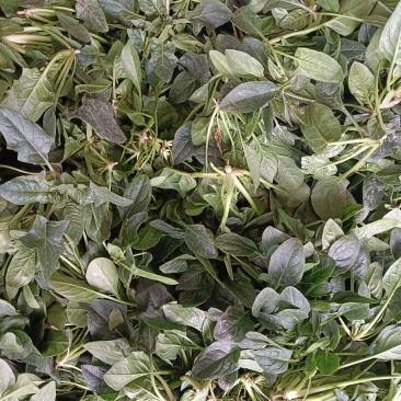 【热门】山东单县大叶菠菜菠菜大量有货全国可发