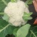 花菜产地一手货源，品质保证，量大从优，欢迎来电洽谈合作