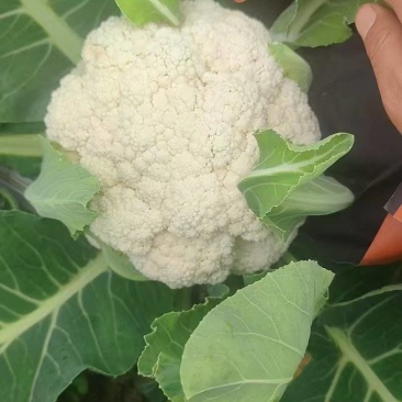 松花大量有货