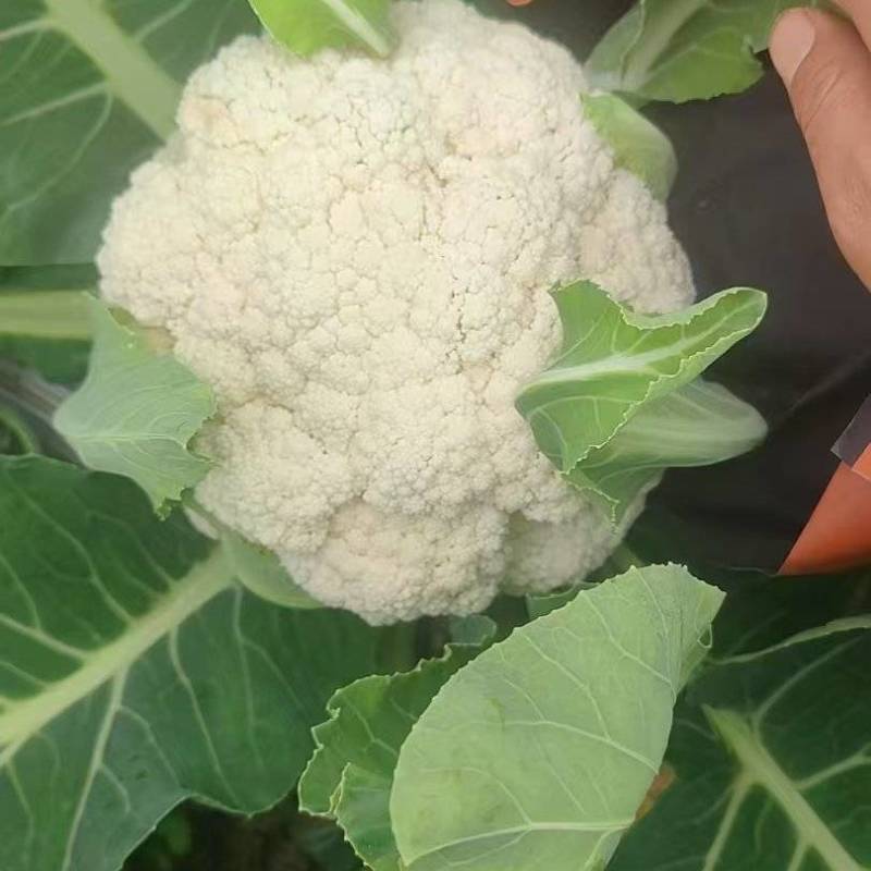 松花大量有货