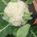 松花大量有货