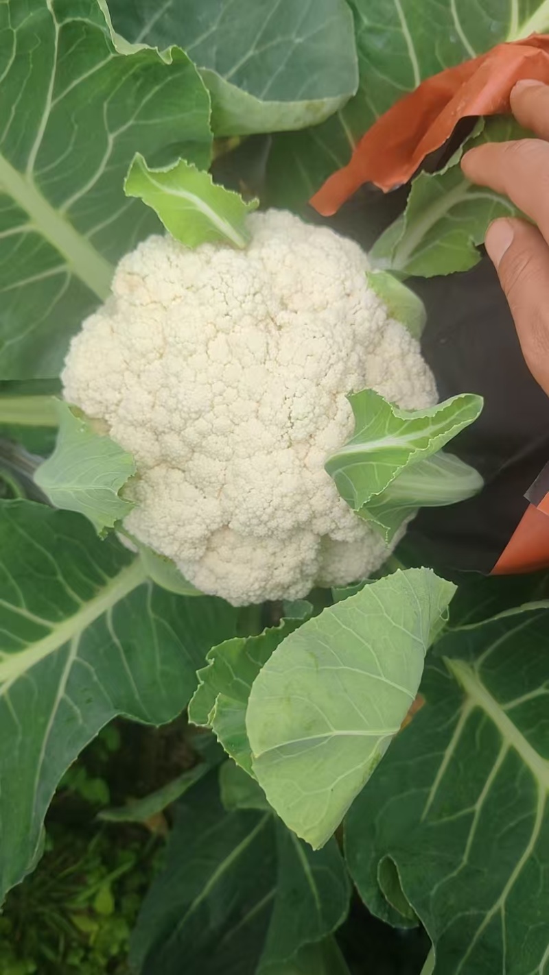 松花大量有货