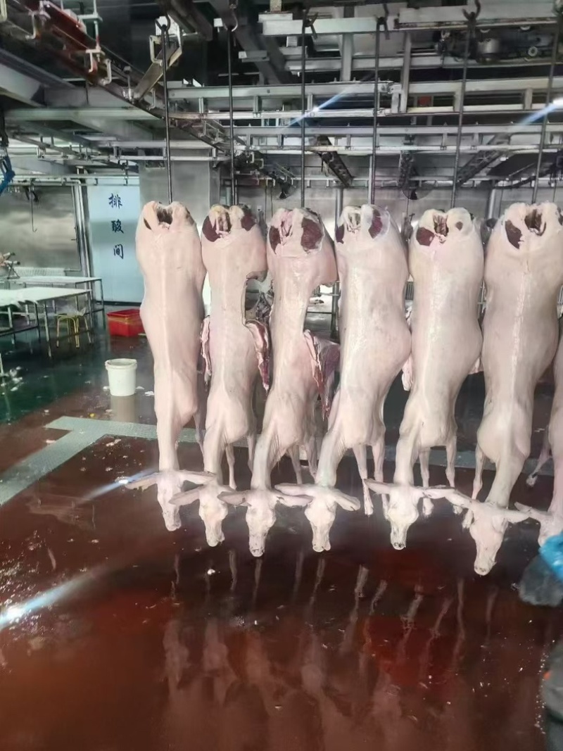 鹿肉活杀鹿肉梅花鹿肉吉林双阳鹿乡五斤一袋产地供应鲜美