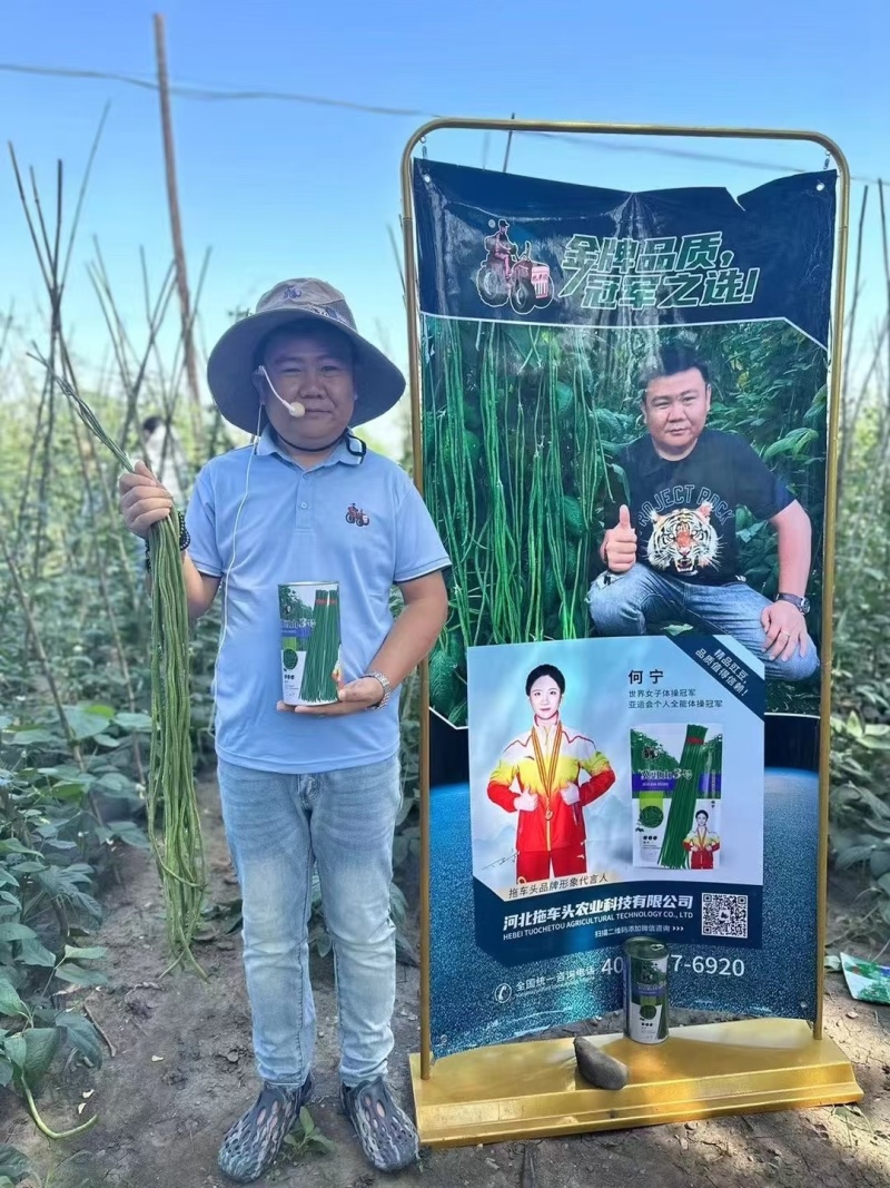 拖车头冀豇山3号早熟长豆角种子荚长深绿色豇豆种子无鼠尾不