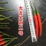 大吉大利2号辣椒种子大果长把抗性强高产大吉大利二号朝天椒