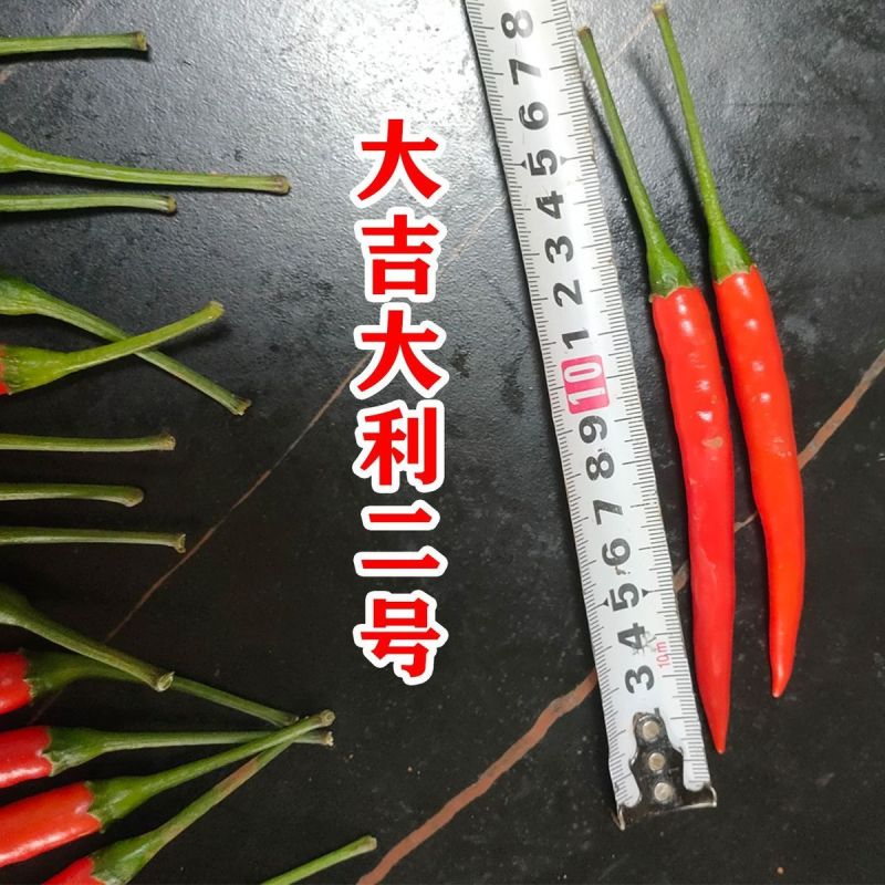 大吉大利2号辣椒种子大果长把抗性强高产大吉大利二号朝天椒