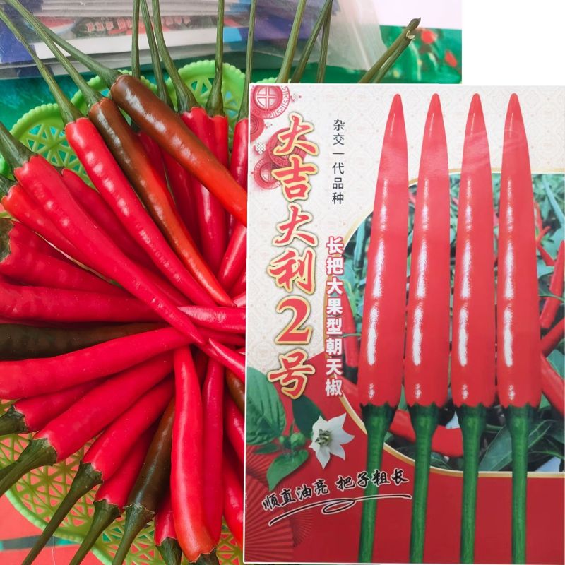 大吉大利2号辣椒种子大果长把抗性强高产大吉大利二号朝天椒