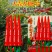 大吉大利2号辣椒种子大果长把抗性强高产大吉大利二号朝天椒