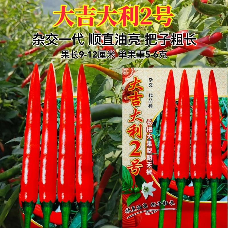 大吉大利2号辣椒种子大果长把抗性强高产大吉大利二号朝天椒