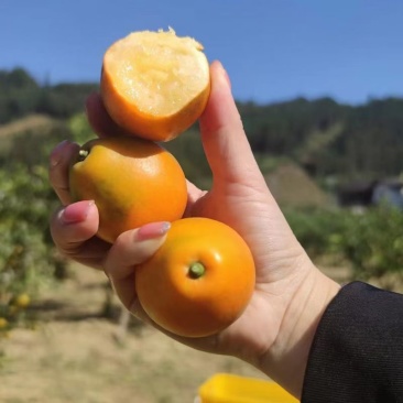 大凉山脆蜜金桔