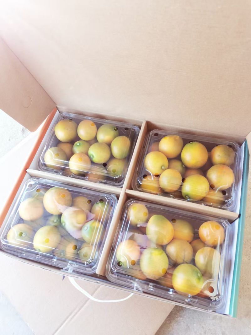 大凉山脆蜜金桔