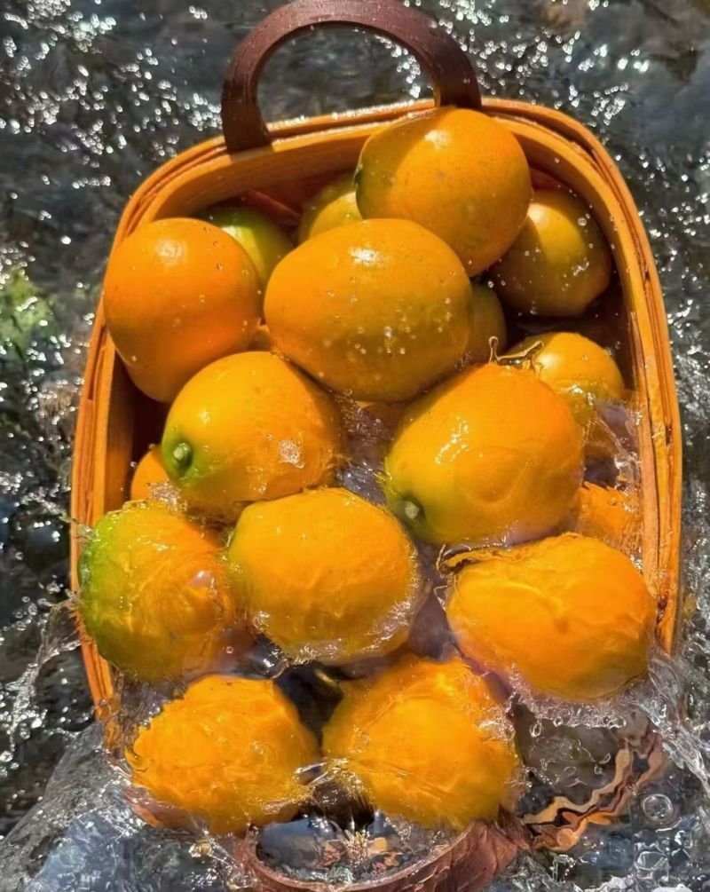 大凉山脆蜜金桔