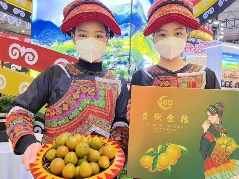 大凉山脆蜜金桔