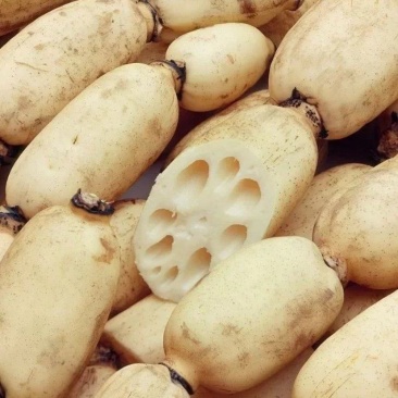 陕西合阳县黄河滩莲菜大量批发