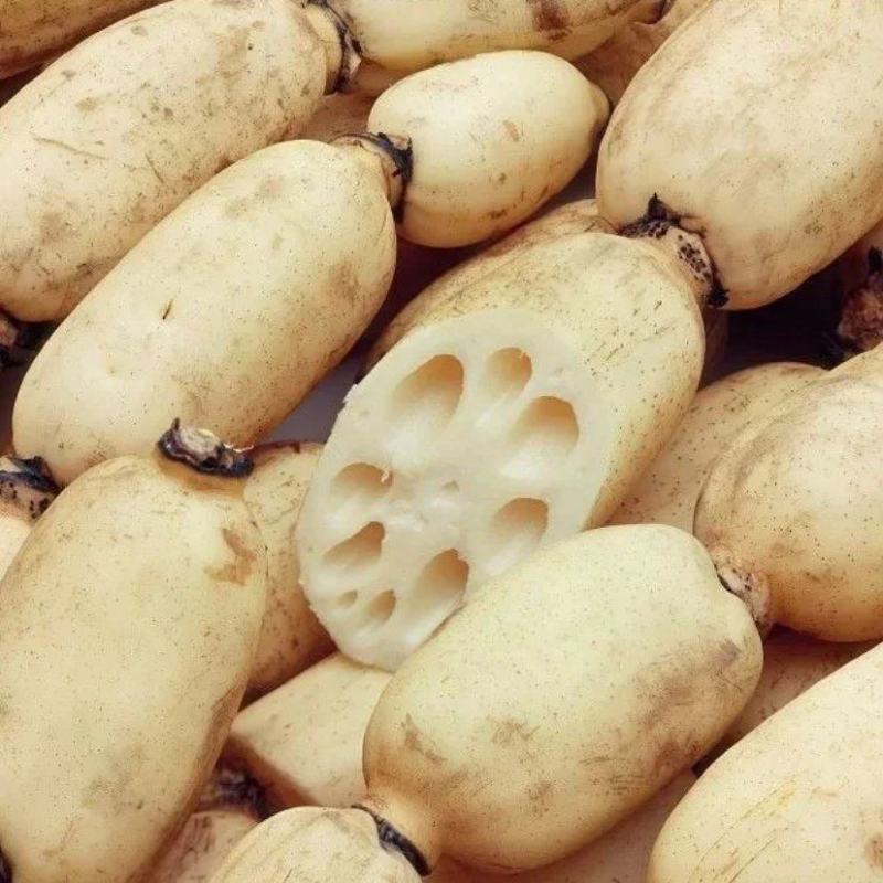 陕西合阳县黄河滩莲菜大量批发