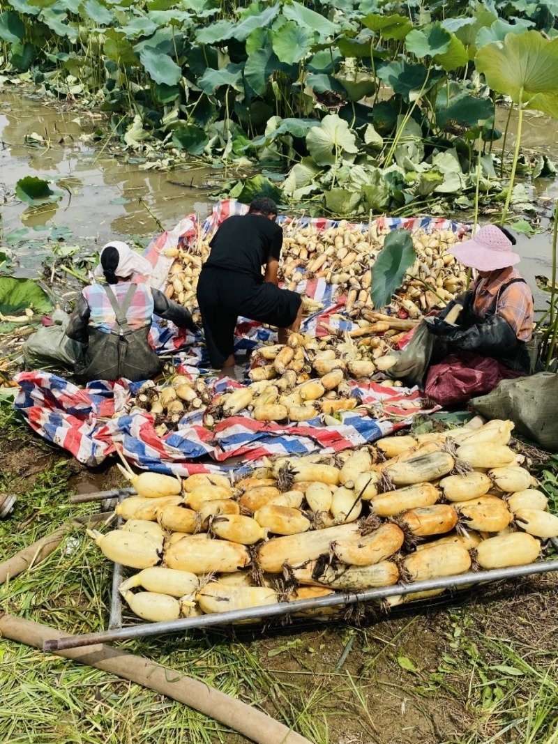 陕西合阳县黄河滩莲菜大量批发