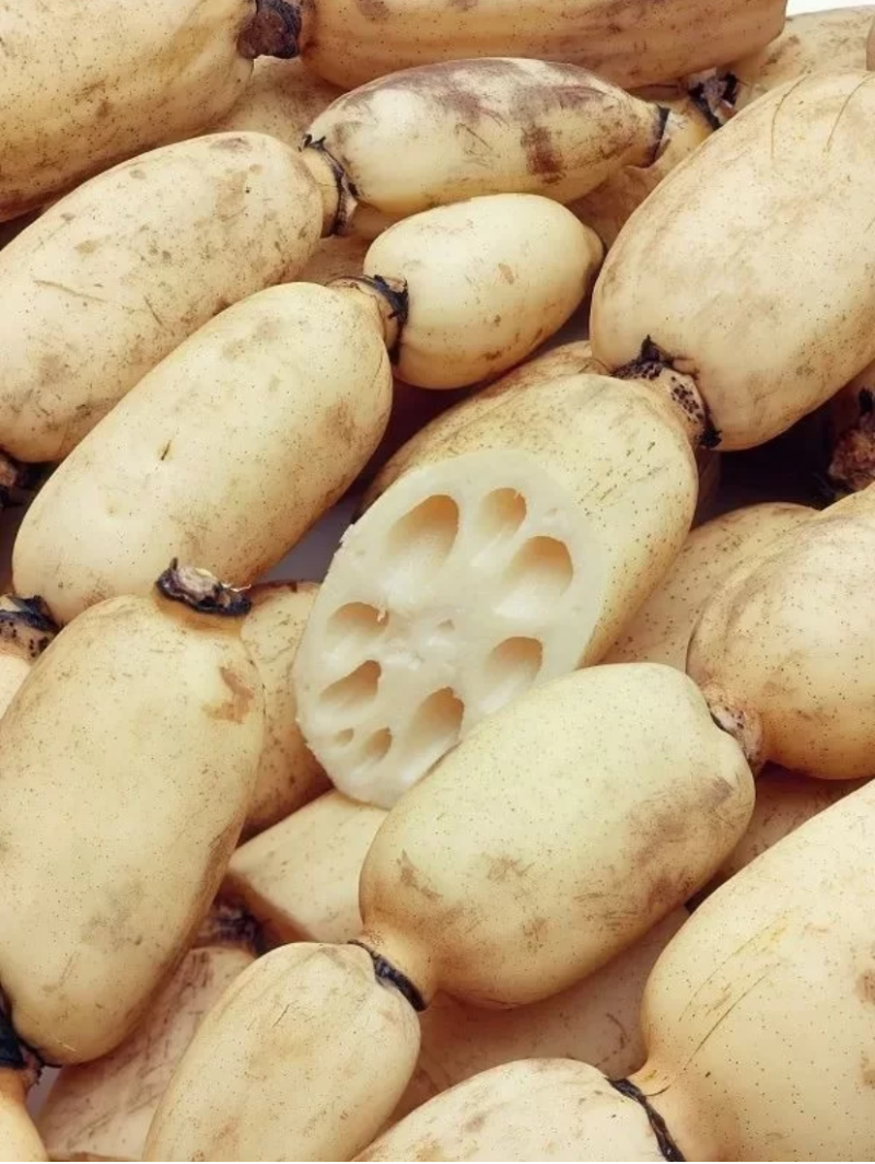 陕西合阳县黄河滩莲菜大量批发