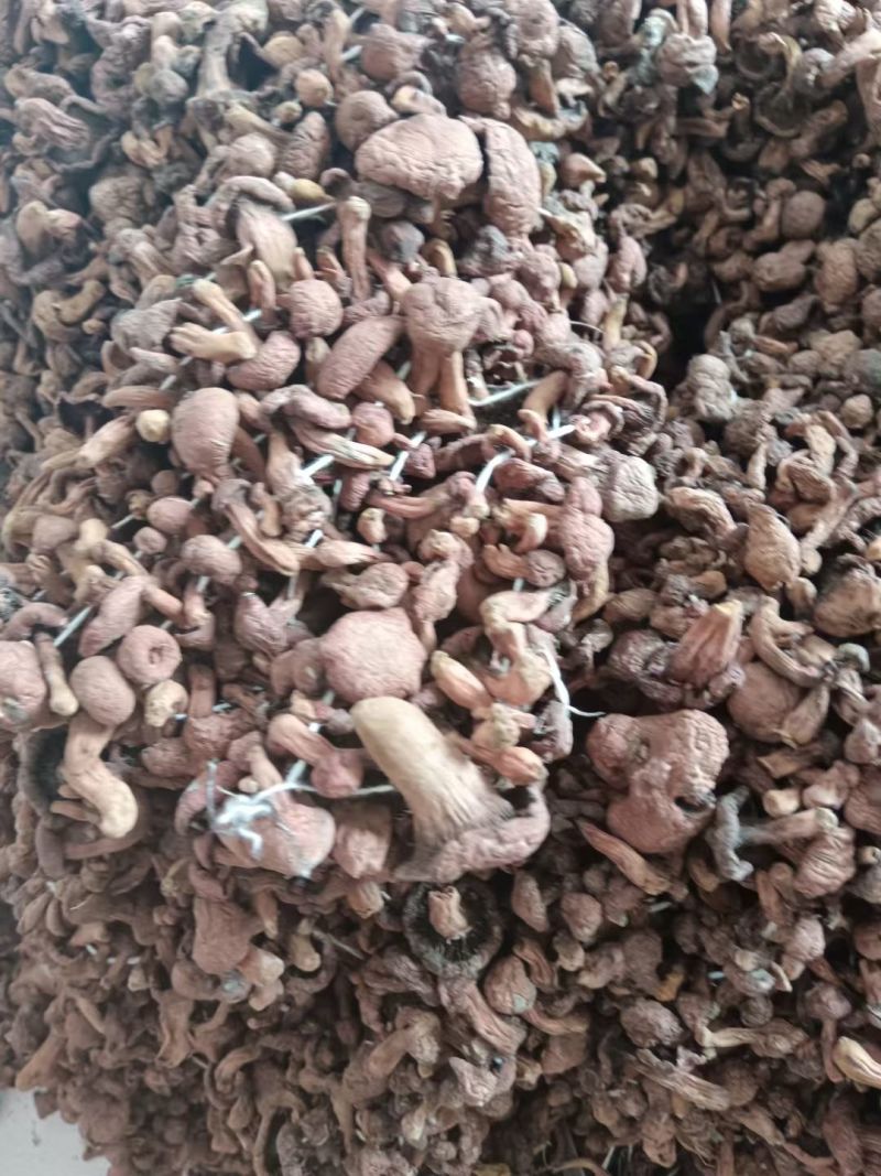 黑龙江红蘑菇松伞蘑