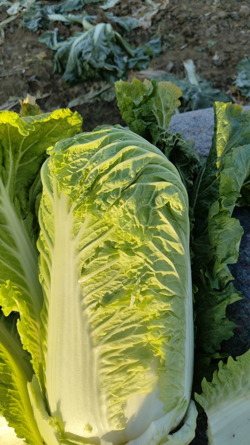 玉田北京三号白菜